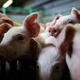 Piglets crowd a stall at the H.C. Daniels hog farm in Drahnsdorf on April 28, 2016 near Golssen, Germany